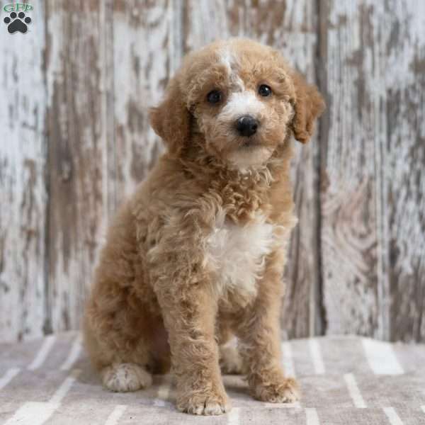 Kendric, Mini Labradoodle Puppy